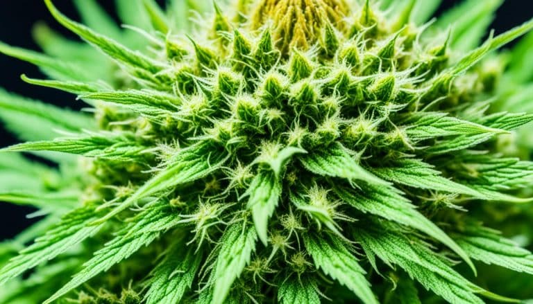 cbd blüten 40 cbd