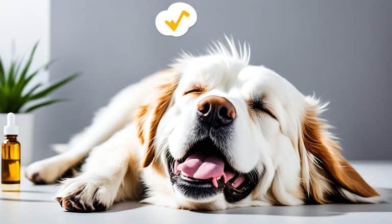 cbd öl hund demenz