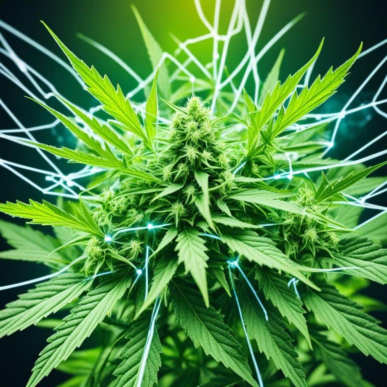 cannabis consulting firms